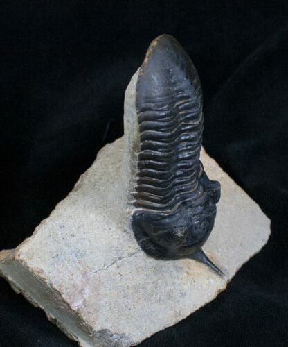 Morocconites Malladoides Trilobite #5383